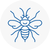 Steyning Hornet Nest Removals
