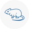 Rat Control Steyning