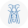 Steyning Wasp Nest Removal